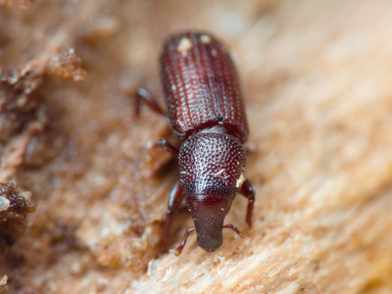 Hexarthrum exiguum (Boheman, 1838)